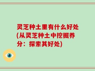 灵芝种土里有什么好处(从灵芝种土中挖掘养分：探索其好处)