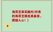 海灵芝真实图片(珍贵的海灵芝露出真面目，震撼人心！)