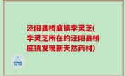 泾阳县桥底镇李灵芝(李灵芝所在的泾阳县桥底镇发现新天然药材)