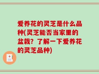 爱养花的灵芝是什么品种(灵芝能否当家里的盆栽？了解一下爱养花的灵芝品种)