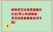 辨别灵芝还是真菌图片大全(赏心悦目图鉴：灵芝和真菌看着有何不同)