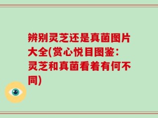 辨别灵芝还是真菌图片大全(赏心悦目图鉴：灵芝和真菌看着有何不同)