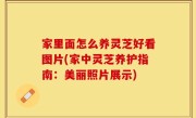 家里面怎么养灵芝好看图片(家中灵芝养护指南：美丽照片展示)