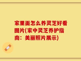 家里面怎么养灵芝好看图片(家中灵芝养护指南：美丽照片展示)