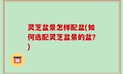灵芝盆景怎样配盆(如何选配灵芝盆景的盆？)