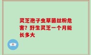 灵芝孢子虫草菌丝粉危害？野生灵芝一个月能长多大