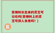 苦楝树长出来的灵芝可以吃吗(苦楝树上的灵芝可供人食用吗？)