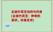 云南竹灵芝功效与作用(云南竹灵芝：神奇的草药，妙用无穷)
