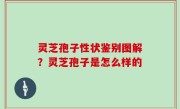灵芝孢子性状鉴别图解？灵芝孢子是怎么样的