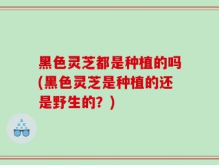 黑色灵芝都是种植的吗(黑色灵芝是种植的还是野生的？)