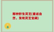 那种野生灵芝(重返自然，发现灵芝宝藏)