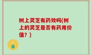 树上灵芝有药效吗(树上的灵芝是否有药用价值？)