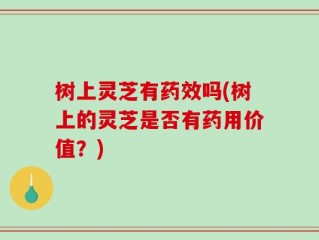 树上灵芝有药效吗(树上的灵芝是否有药用价值？)