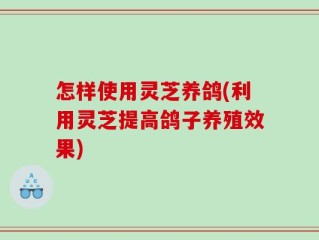 怎样使用灵芝养鸽(利用灵芝提高鸽子养殖效果)