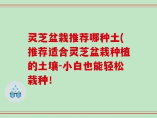 灵芝盆栽推荐哪种土(推荐适合灵芝盆栽种植的土壤-小白也能轻松栽种！