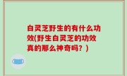白灵芝野生的有什么功效(野生白灵芝的功效真的那么神奇吗？)