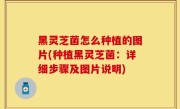 黑灵芝菌怎么种植的图片(种植黑灵芝菌：详细步骤及图片说明)