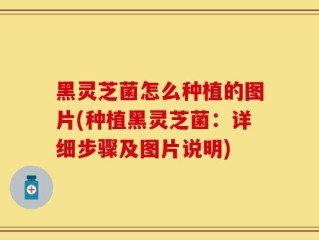 黑灵芝菌怎么种植的图片(种植黑灵芝菌：详细步骤及图片说明)