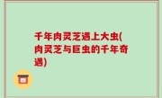 千年肉灵芝遇上大虫(肉灵芝与巨虫的千年奇遇)