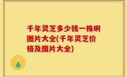 千年灵芝多少钱一株啊图片大全(千年灵芝价格及图片大全)