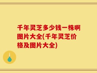 千年灵芝多少钱一株啊图片大全(千年灵芝价格及图片大全)