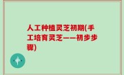 人工种植灵芝初期(手工培育灵芝——初步步骤)