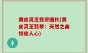 黄皮灵芝翡翠图片(黄皮灵芝翡翠：天然之美惊艳人心)