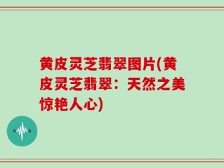 黄皮灵芝翡翠图片(黄皮灵芝翡翠：天然之美惊艳人心)