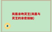 凤凰亲吻灵芝(凤凰与灵芝的亲密接触)