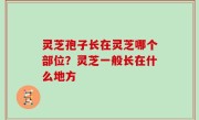 灵芝孢子长在灵芝哪个部位？灵芝一般长在什么地方