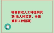 哪里有收人工种植的灵芝(收人种灵芝，全职兼职工种招募)