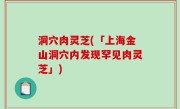 洞穴肉灵芝(「上海金山洞穴内发现罕见肉灵芝」)