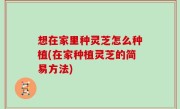 想在家里种灵芝怎么种植(在家种植灵芝的简易方法)