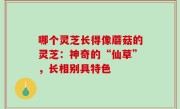 哪个灵芝长得像蘑菇的灵芝：神奇的“仙草”，长相别具特色