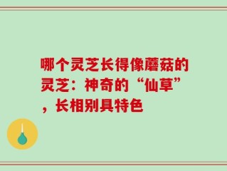 哪个灵芝长得像蘑菇的灵芝：神奇的“仙草”，长相别具特色