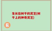生长在树干的灵芝(树干上的神奇灵芝)