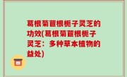 葛根菊苣根栀子灵芝的功效(葛根菊苣根栀子灵芝：多种草本植物的益处)