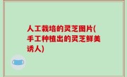 人工栽培的灵芝图片(手工种植出的灵芝鲜美诱人)
