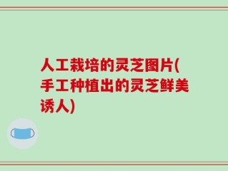 人工栽培的灵芝图片(手工种植出的灵芝鲜美诱人)