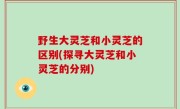 野生大灵芝和小灵芝的区别(探寻大灵芝和小灵芝的分别)