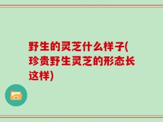 野生的灵芝什么样子(珍贵野生灵芝的形态长这样)
