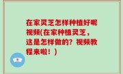 在家灵芝怎样种植好呢视频(在家种植灵芝，这是怎样做的？视频教程来啦！)