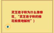 灵芝孢子粉为什么像棉花_“灵芝孢子粉的棉花般质地解析”)