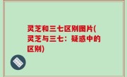灵芝和三七区别图片(灵芝与三七：疑惑中的区别)