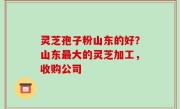灵芝孢子粉山东的好？山东最大的灵芝加工，收购公司