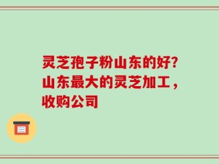 灵芝孢子粉山东的好？山东最大的灵芝加工，收购公司