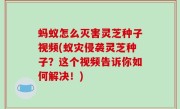 蚂蚁怎么灭害灵芝种子视频(蚁灾侵袭灵芝种子？这个视频告诉你如何解决！)