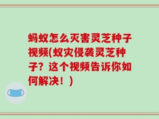 蚂蚁怎么灭害灵芝种子视频(蚁灾侵袭灵芝种子？这个视频告诉你如何解决！)