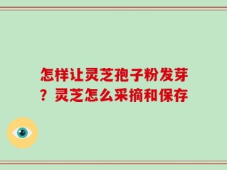 怎样让灵芝孢子粉发芽？灵芝怎么采摘和保存