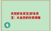 天然野生灵芝(野生灵芝：大自然的珍贵馈赠